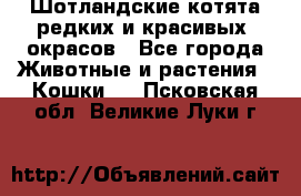 Шотландские котята редких и красивых  окрасов - Все города Животные и растения » Кошки   . Псковская обл.,Великие Луки г.